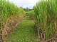 Das Energiegras Miscanthus | Foto: Universität Hohenheim / Dr. Olena Kalinina